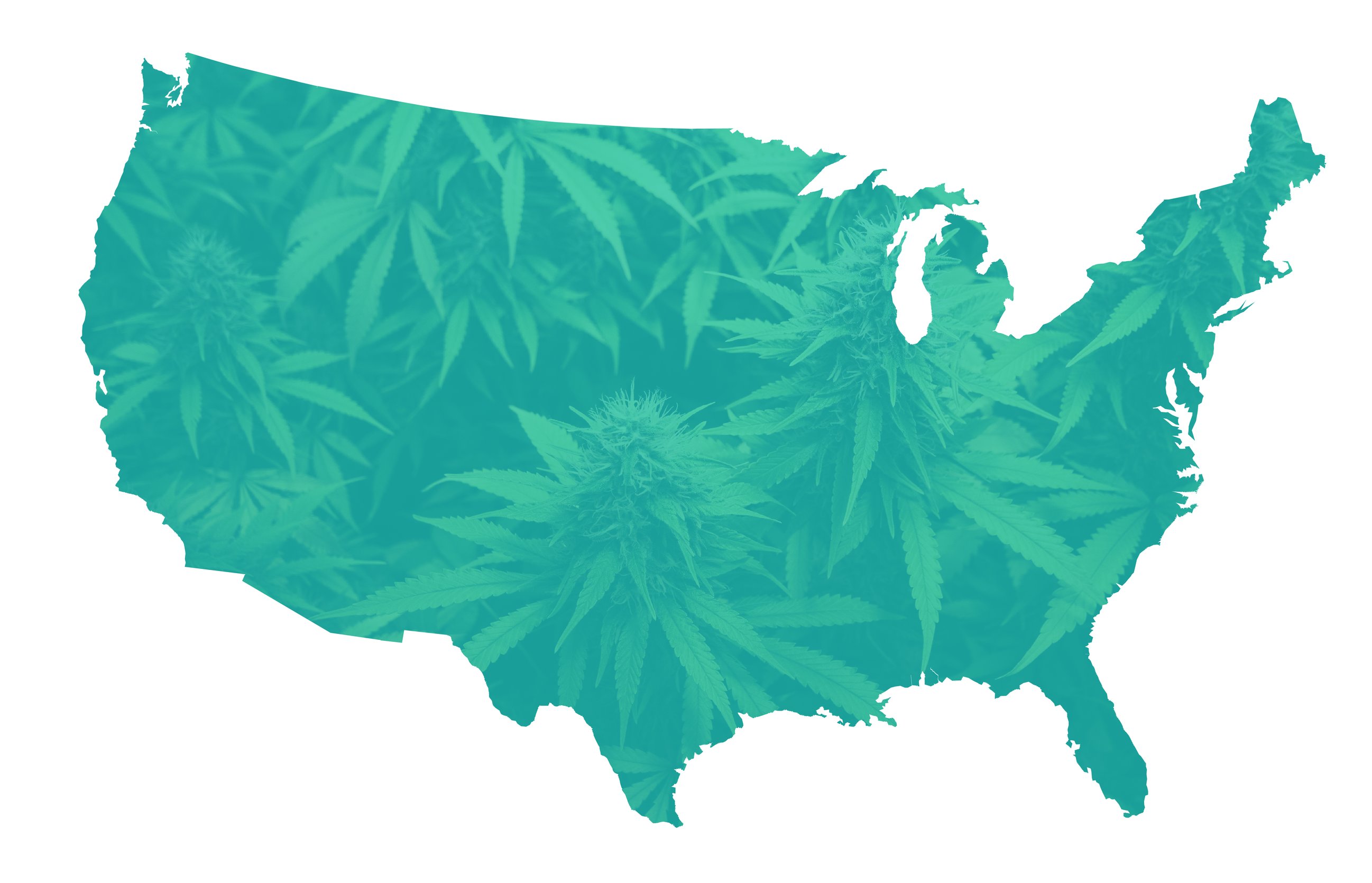 The Definitive Guide to Cannabis Consumer Insights